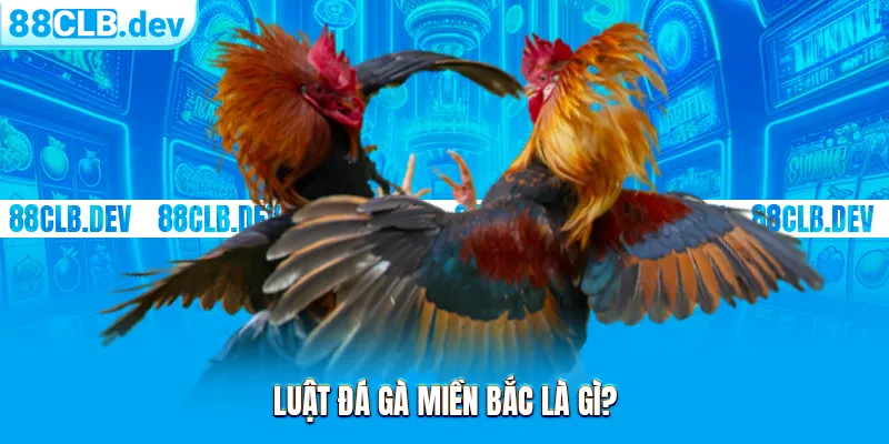 Luật đá gà miền Bắc là gì