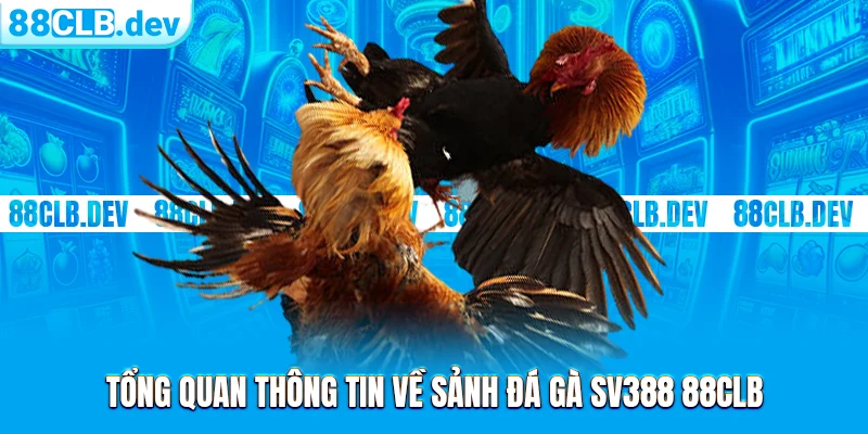 Tổng quan thông tin về sảnh đá gà SV388 88CLB