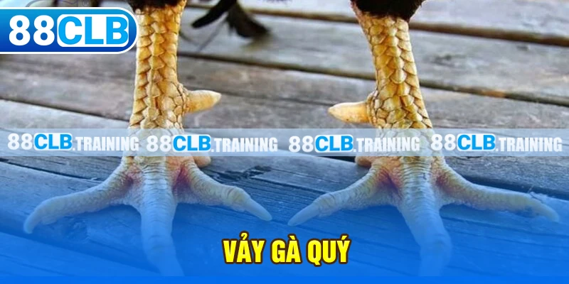 Vảy gà quý