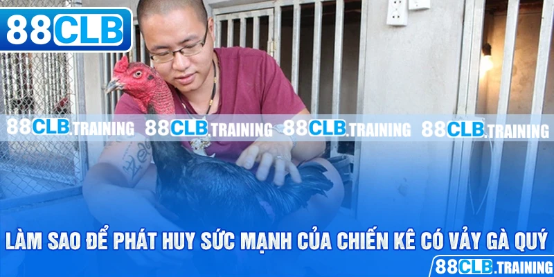 Làm sao để phát huy sức mạnh của chiến kê có vảy gà quý