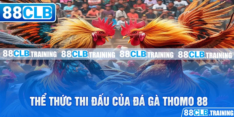 Thể thức thi đấu của đá gà thomo 88