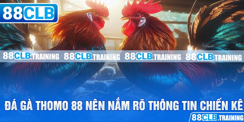 Đá gà thomo 88 nên nắm rõ thông tin chiến kê