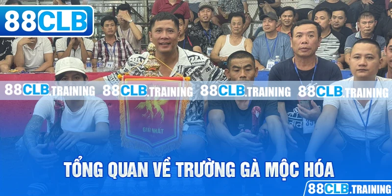 Tổng quan về trường gà Mộc Hóa