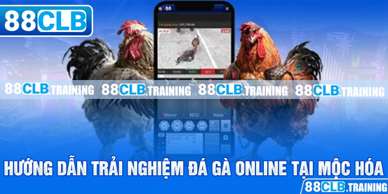 Hướng dẫn trải nghiệm đá gà online tại Mộc Hóa