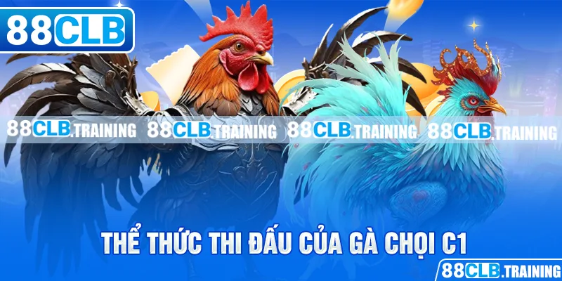 Thể thức thi đấu của gà chọi C1